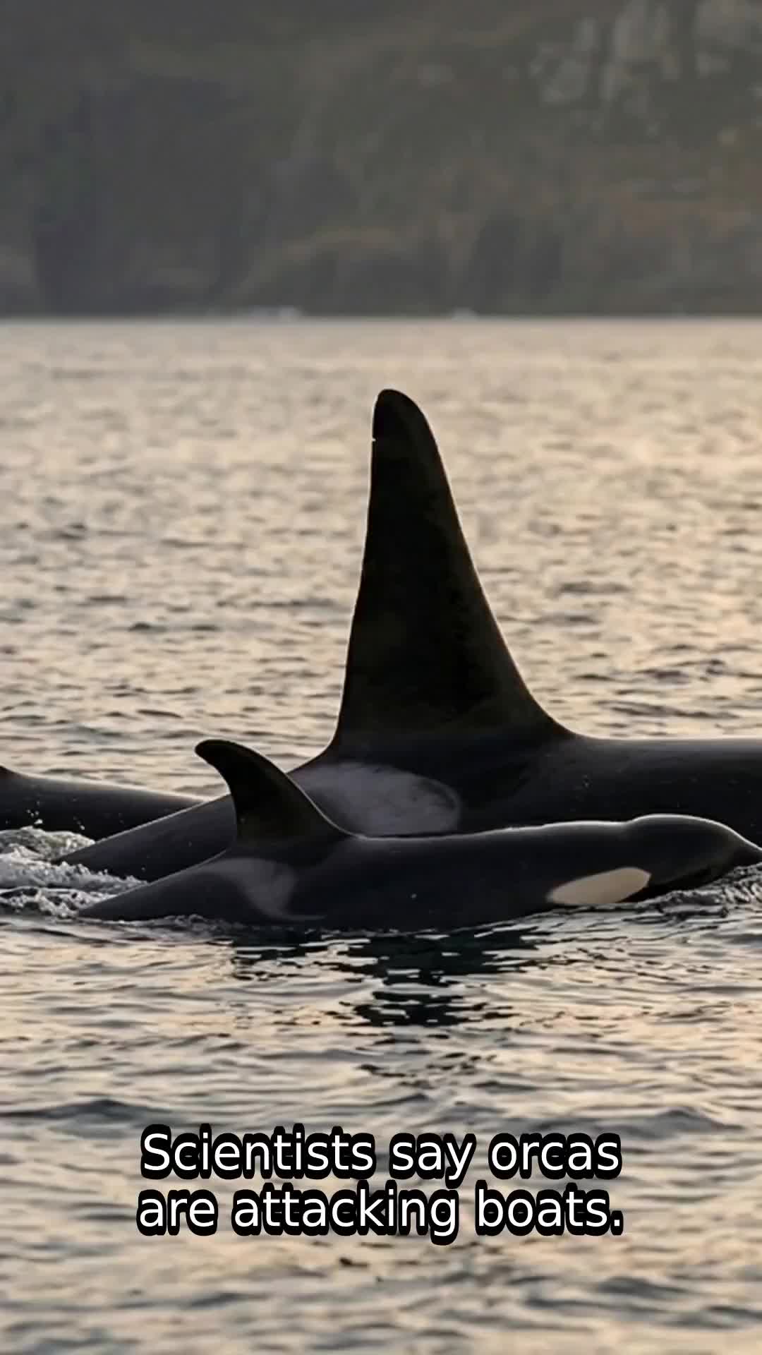 Orcas Aren't Attacking Boats—Here's What They're Really Doing