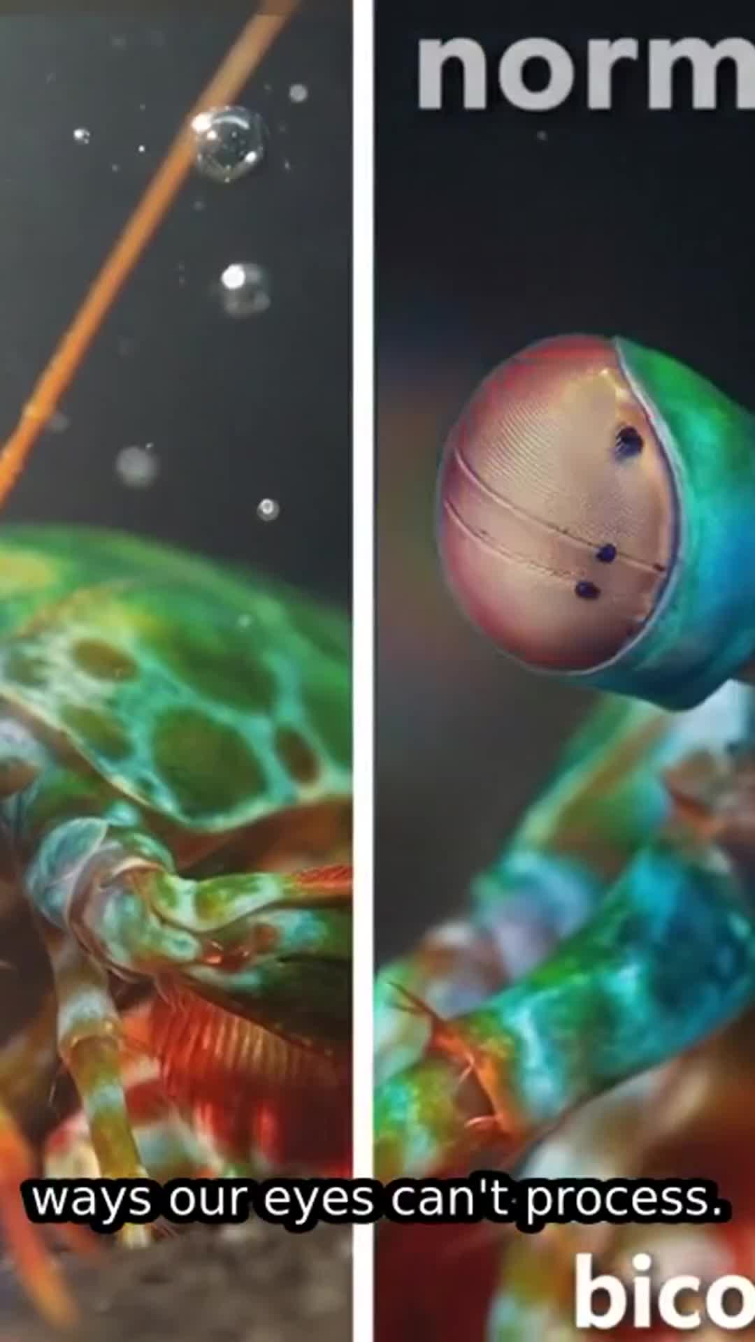 Sharks Feel Your Heartbeat? 5 Animals Sensing Hidden Realities